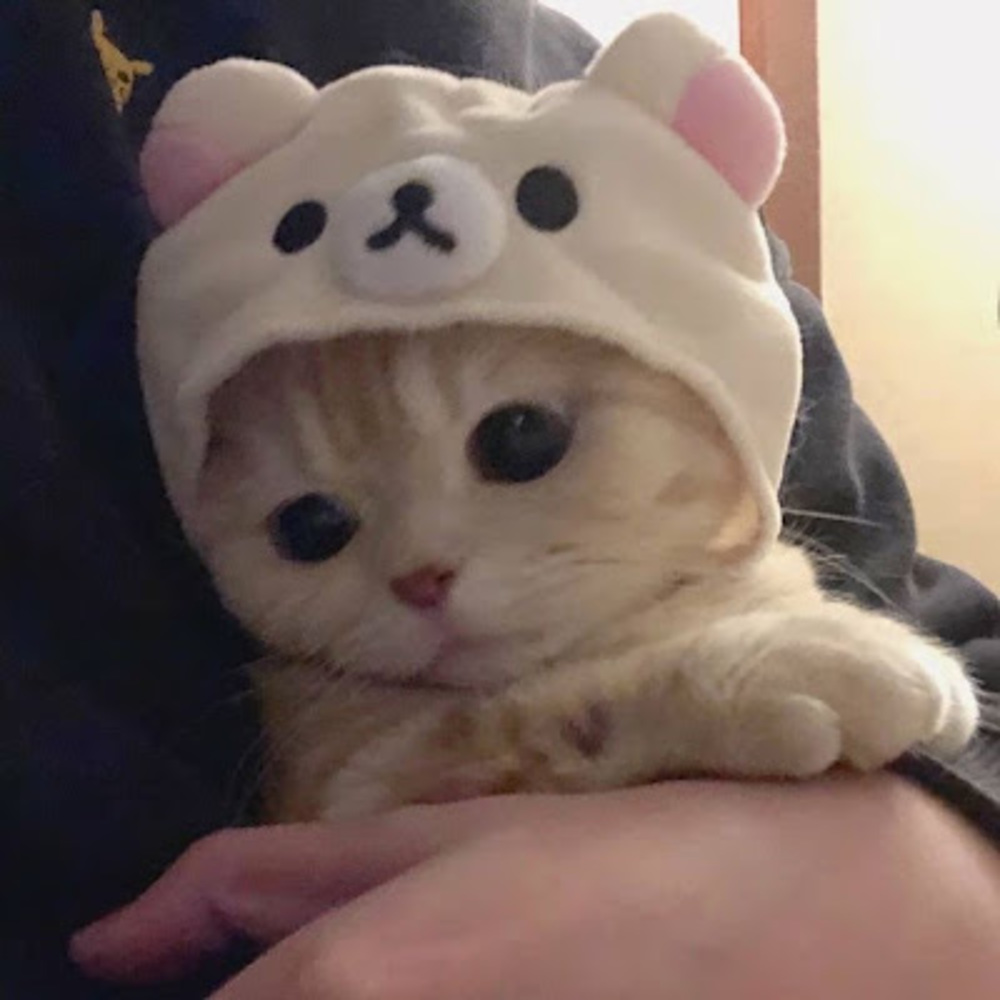 Meet your Posher, Mochi